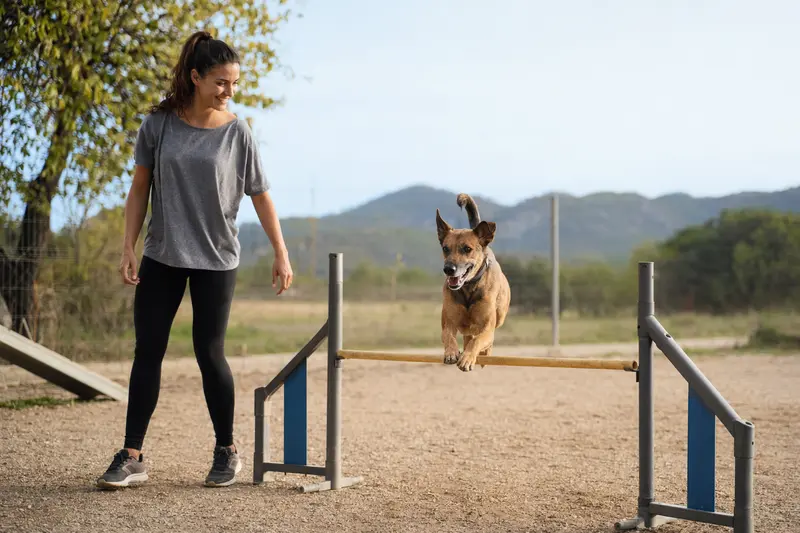 Ein aktiver Mallorqui Hund springt mit seinem Besitzer über eine kleine Trainingshürde auf dem Hundeplatz.