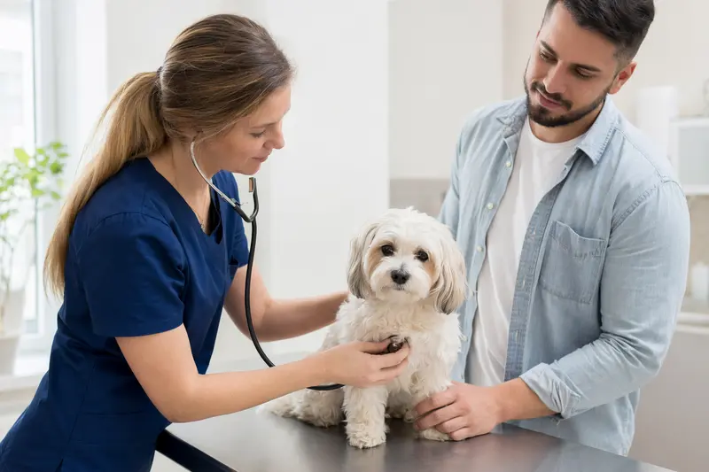 Ein schüchterner Malteser Hund wird von einer Tierärztin mit Stethoskop in einer modernen Praxis untersucht, während sein Besitzer beruhigend daneben steht.