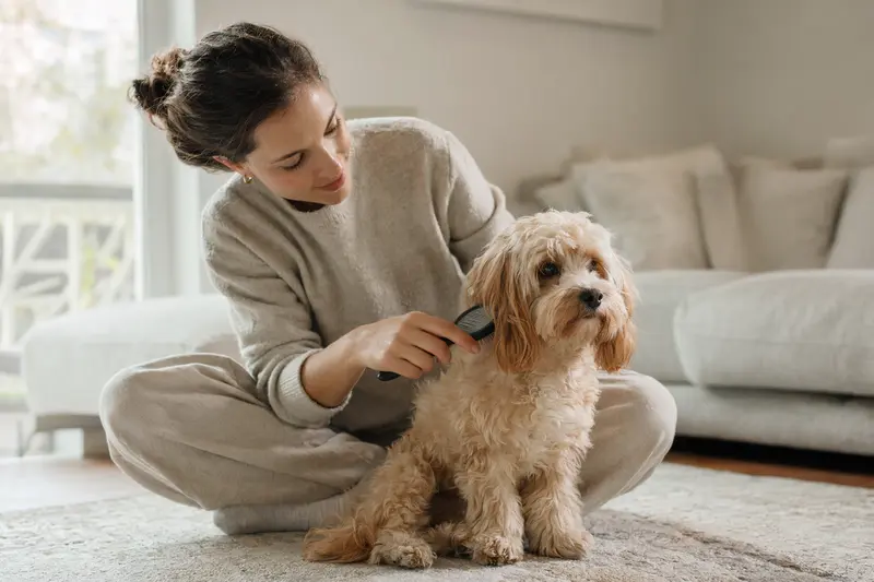 Ein Maltipoo Hund wird in einer hellen Wohnung liebevoll gebürstet und gepflegt.