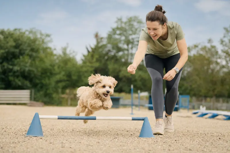 Ein aktiver Maltipoo springt mit seinem Besitzer über eine kleine Trainingshürde auf dem Hundeplatz.