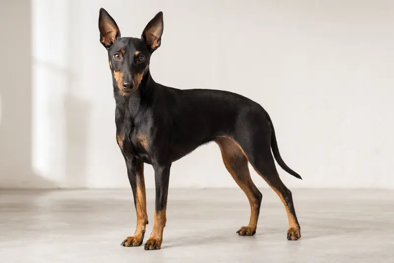 Ein aufmerksamer Manchester Terrier steht in natürlicher Haltung vor hellem Hintergrund.