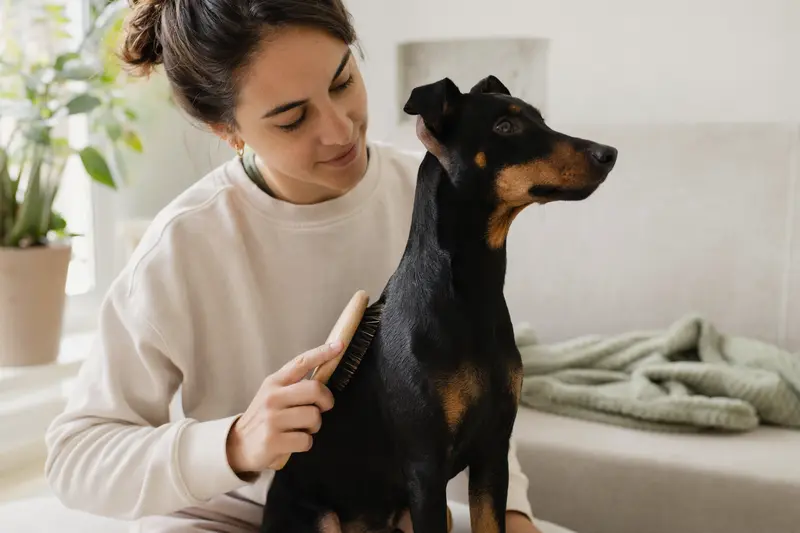 Ein Manchester Terrier wird in einer hellen Wohnung sanft gebürstet, während sich der Besitzer liebevoll um die Fellpflege kümmert.