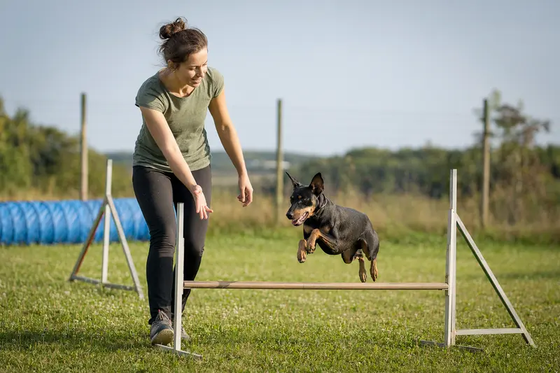 Ein Manchester Terrier trainiert mit seinem Besitzer auf einem Hundeplatz über eine kleine Trainingshürde.
