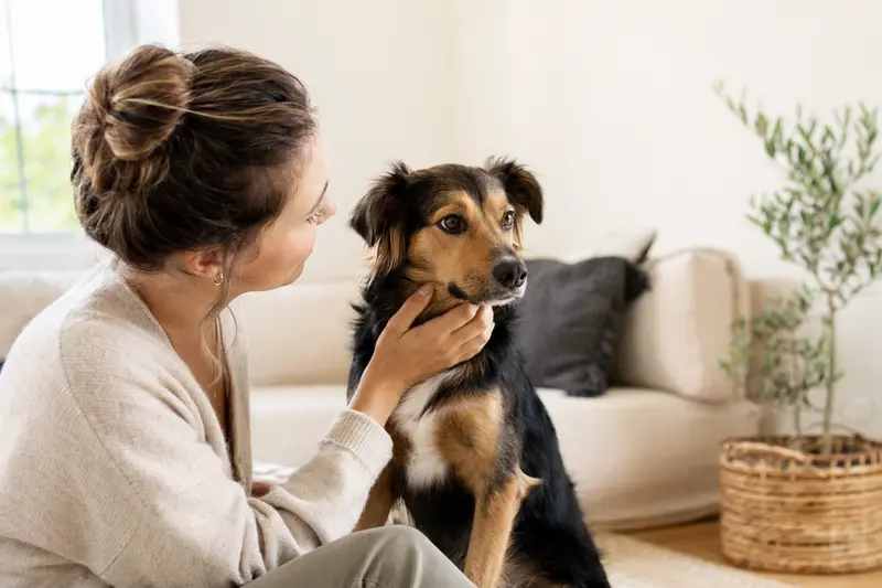 Aufmerksam stehender Maneto Hund in natürlicher Haltung vor hellem neutralem Hintergrund.