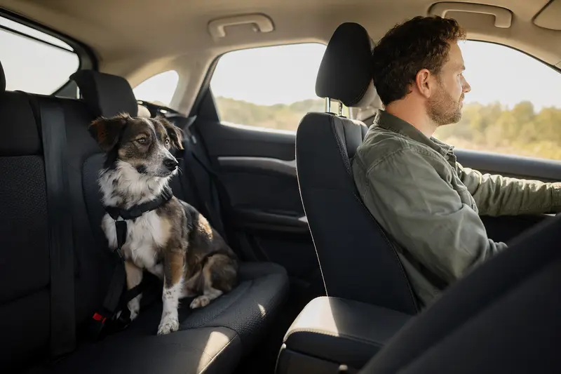 Ein Maneto Hund sitzt sicher angeschnallt auf der Rückbank eines Autos, während der Besitzer ruhig fährt.