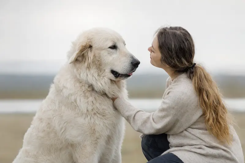 Maremmaner Berghund in aufmerksamer Haltung vor hellem, neutralem Hintergrund, als realistisches Hundeportrait mit typischer Fellstruktur.