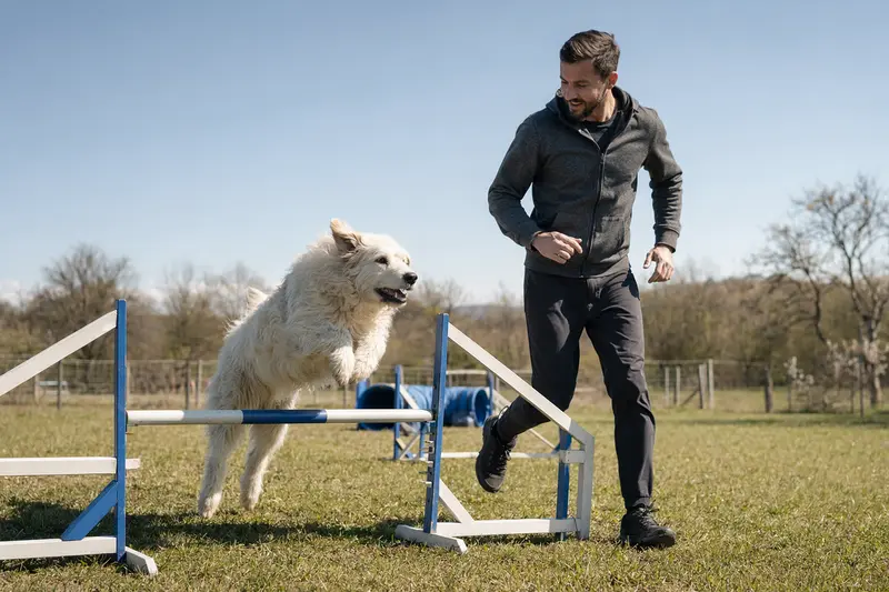 Ein Maremmaner Berghund springt mit seinem Besitzer über eine kleine Trainingshürde auf dem Hundeplatz.