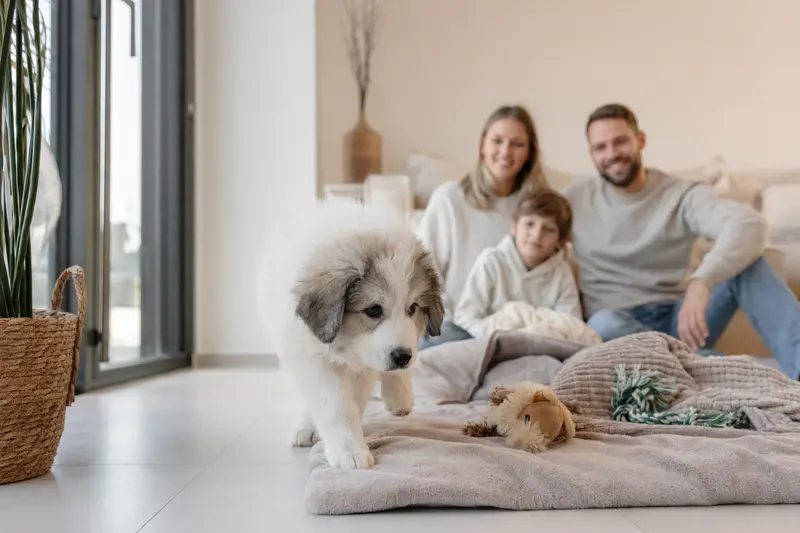 Ein junger Maremmaner Berghund Welpe erkundet neugierig seine helle, freundliche Wohnung mit Spielzeug und einer weichen Decke im Hintergrund.