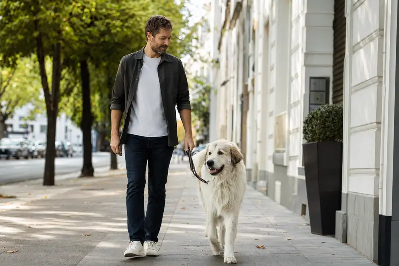 Ein Maremmaner Hirtenhund läuft an der Leine mit seinem Besitzer entspannt durch eine saubere moderne Stadtstraße.