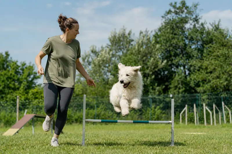 Ein Maremmaner Hirtenhund springt beim Training mit seinem Besitzer über eine kleine Hürde auf dem Hundeplatz.