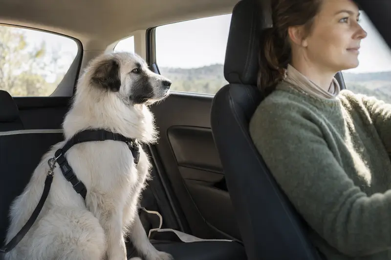 Ein Maremmaner Hirtenhund sitzt sicher angeschnallt auf der Rückbank eines Autos, während sein Besitzer fährt und Sonnenlicht durch das Fenster fällt.
