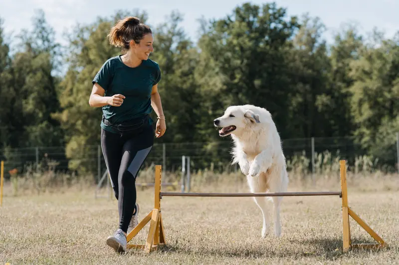 Ein Maremmen-Abruzze Hund springt beim Training mit seinem Besitzer über eine kleine Hürde auf dem Hundeplatz.