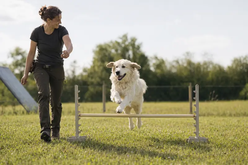 Maremmen-Abruzzen-Schäferhund beim Training mit seinem Besitzer über eine kleine Hürde auf dem Hundeplatz.