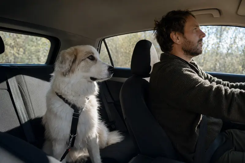 Ein Maremmen-Abruzzen-Schäferhund sitzt sicher angeschnallt auf der Rückbank eines Autos und vermittelt verantwortungsvollen Hundetransport.