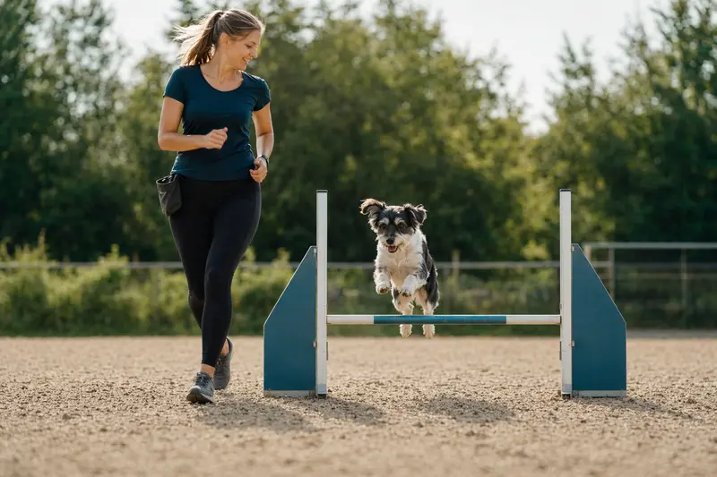 Ein aktiver Markiesje Hund springt mit seinem Besitzer über eine kleine Trainingshürde auf dem Hundeplatz.