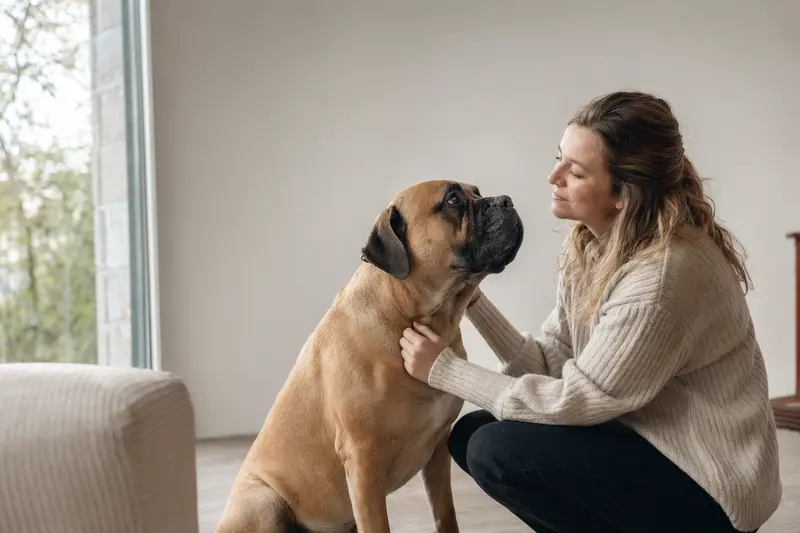 Ein aufmerksamer Mastiff steht in natürlicher Haltung vor hellem Hintergrund und zeigt die typische Körperform der Rasse.