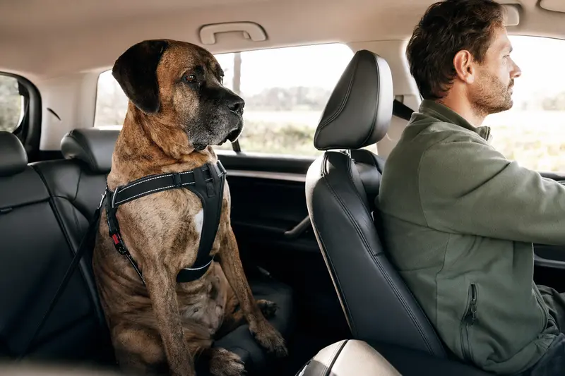 Ein Mastiff sitzt sicher angeschnallt auf der Rückbank eines Autos, während der Besitzer ruhig fährt und Sonnenlicht durch das Fenster fällt.
