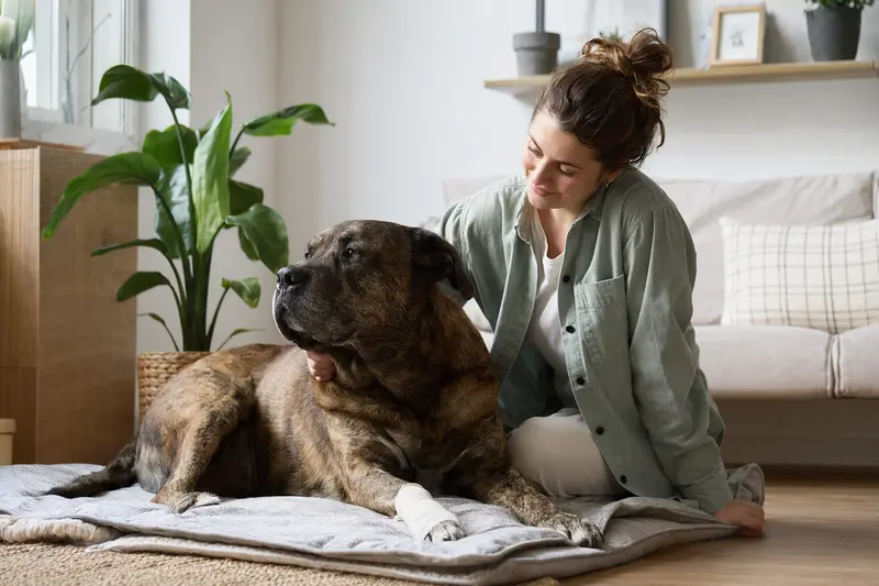 Ein Mastiff mit leichtem Verband an der Pfote ruht sich beruhigt neben seinem erleichterten Besitzer in einer hellen, fürsorglichen Wohnung aus.