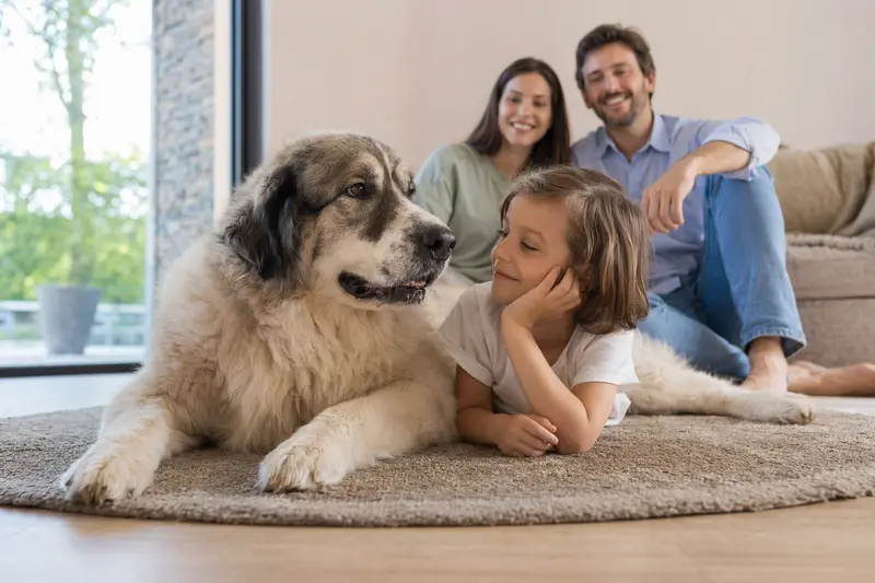 Ein freundlicher Mastin del Pirineo liegt entspannt neben einem Kind im Wohnzimmer, während die Eltern im Hintergrund eine warme Familienatmosphäre schaffen.