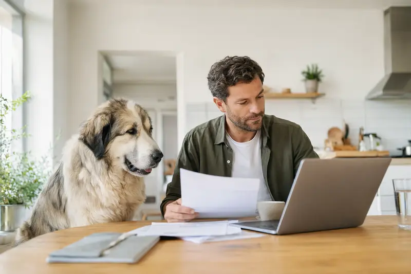 Ein Mastin del Pirineo Hund sitzt entspannt neben seinem Besitzer am Küchentisch mit Versicherungsunterlagen und einem Laptop.