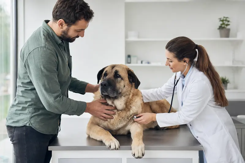 Ein ruhiger Mastín Español Hund wird von einer freundlichen Tierärztin in einer modernen Praxis mit einem Stethoskop untersucht.