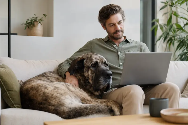 Ein Hundebesitzer arbeitet am Laptop auf dem Sofa, während sein Mastin extremeno Hund neben ihm sitzt.