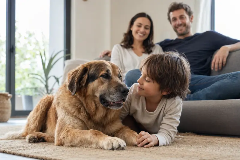 Ein Mastin-Leones-Hund liegt entspannt neben einem Kind im hellen Wohnzimmer in einer sicheren Familienatmosphäre.