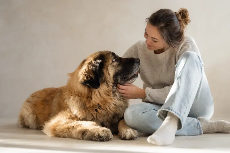Ein aufmerksamer Mastin Leones Hund steht in natürlicher Haltung vor hellem Hintergrund und zeigt typische Merkmale der Rasse.
