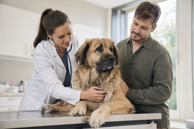 Ein ruhiger Mastin Leones Hund, freundlich von einer Tierärztin mit Stethoskop untersucht, während sein Besitzer beruhigend danebensteht.