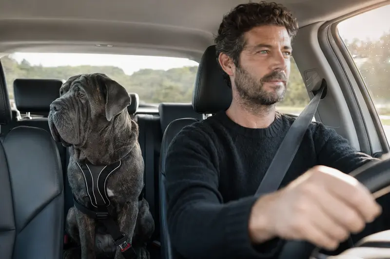 Ein Mastino Napoletano sitzt sicher angeschnallt auf der Rückbank eines Autos, während der Fahrer ruhig unterwegs ist.