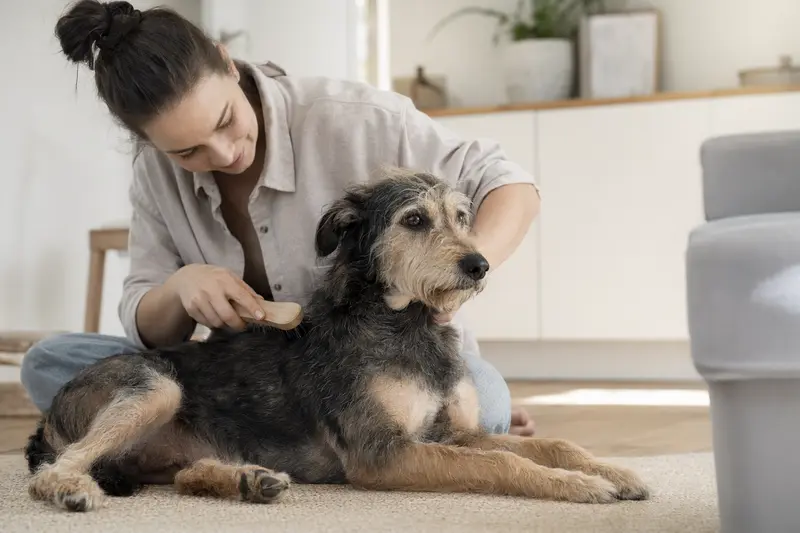 Ein Matin Hund wird zuhause sanft gebürstet, während sich der Besitzer liebevoll um die Fellpflege kümmert.