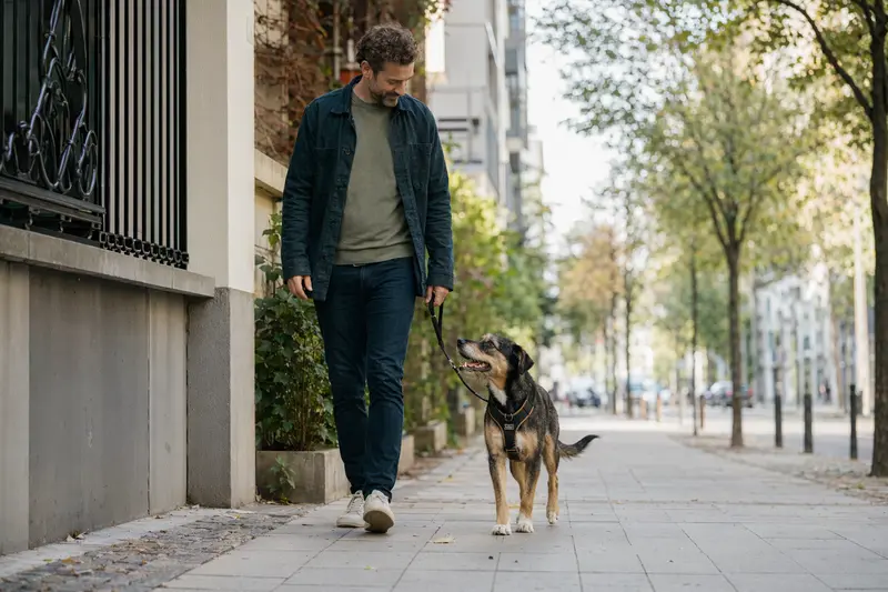Ein Matis Hund läuft entspannt an der Leine mit seinem Besitzer durch eine moderne Stadtstraße.