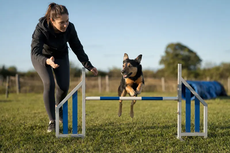 Ein aktiver Matin Hund springt mit seinem Besitzer über eine kleine Trainingshürde auf dem Hundeplatz in sonniger, sicherer Trainingsatmosphäre.