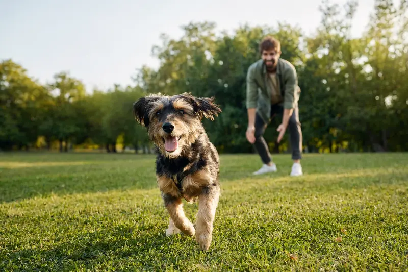 Ein vitaler Matin Hund läuft fröhlich über eine grüne Wiese, während sein Besitzer im Hintergrund mit ihm spielt.