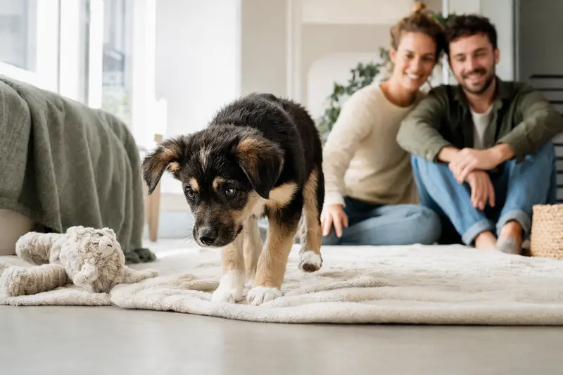 Ein neugieriger Matin Welpe erkundet sein neues Zuhause, umgeben von einer liebevollen Familie und Spielsachen.