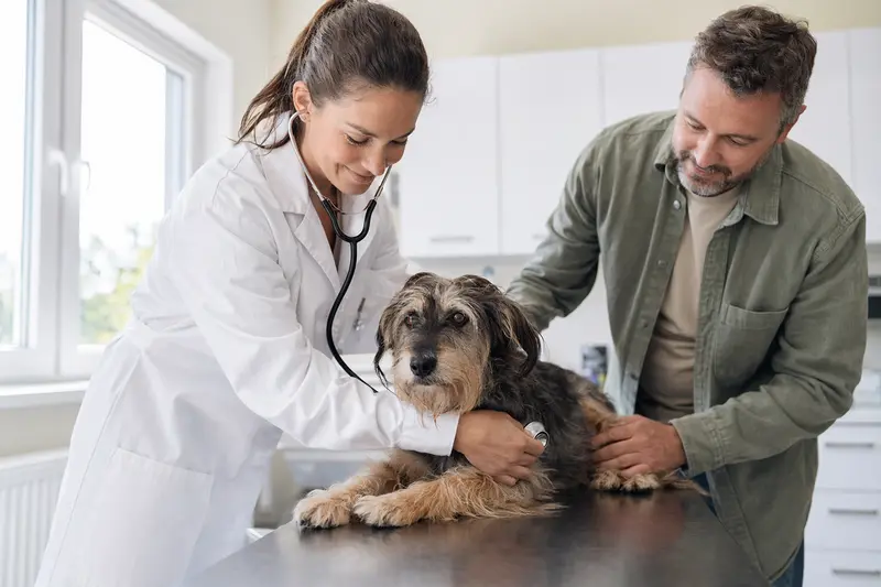 Ein Mayorquais Hund wird von einer Tierärztin in einer modernen Praxis mit Stethoskop untersucht, während sein Besitzer beruhigend daneben steht.