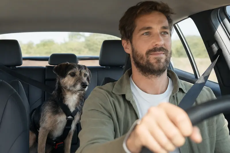 Ein Mayorquais Hund sitzt sicher angeschnallt auf der Rückbank eines Autos, während der Besitzer ruhig fährt.
