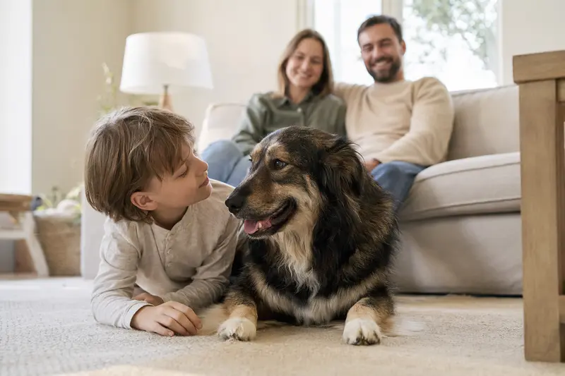 Ein freundlicher Mazedonischer Hirtenhund liegt entspannt neben einem Kind im Wohnzimmer, während die Eltern im Hintergrund eine sichere Familienatmosphäre schaffen.