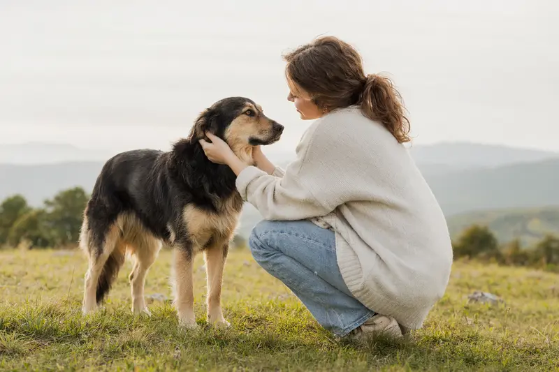Ein mazedonischer Hirtenhund steht aufmerksam in natürlicher Haltung vor hellem Hintergrund, als realistisches Tierportrait mit weichem Licht und klaren Details.