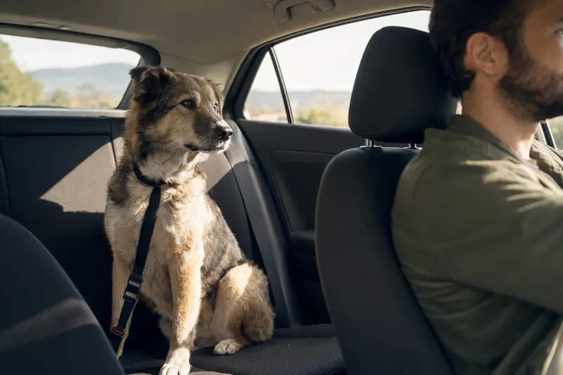 Ein Mazedonischer Hirtenhund sitzt sicher angeschnallt auf der Rückbank eines Autos, während der Besitzer ruhig fährt.
