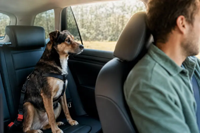 Ein McNab Hund sitzt sicher angeschnallt auf der Rückbank eines Autos, während der Besitzer ruhig fährt.