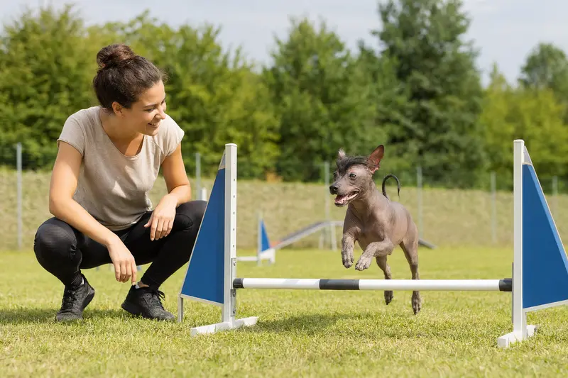 Ein Mexikanischer Nackthund trainiert mit seinem Besitzer auf einem Hundeplatz über eine kleine Trainingshürde.
