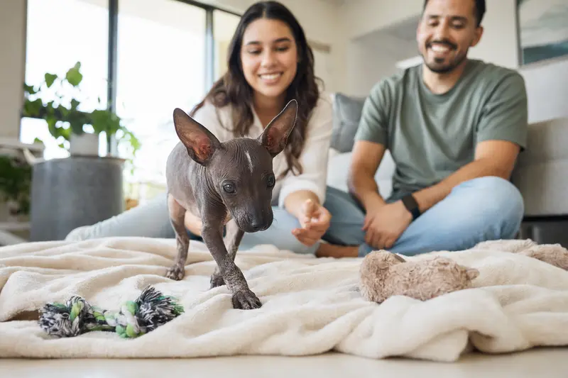 Ein neugieriger Mexikanischer Nackthund Welpe erkundet sein neues Zuhause mit einer liebevollen Familie im Hintergrund.