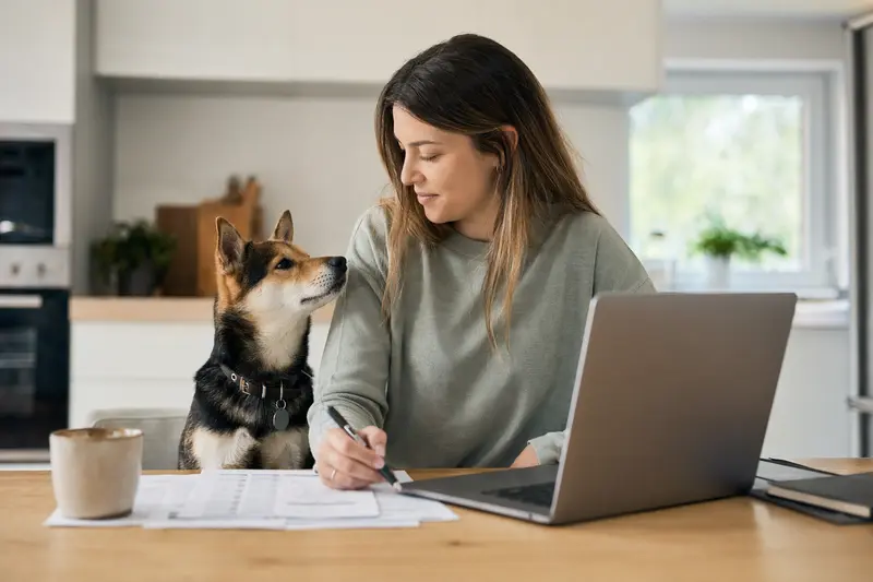 Ein Mikawa Inu sitzt ruhig neben seinem Besitzer am Küchentisch mit Versicherungsunterlagen und einem Laptop.