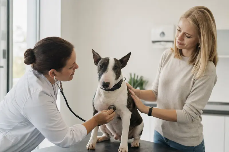 Ein Mini-Bullterrier wird von einer freundlichen Tierärztin auf einem Untersuchungstisch in einer modernen Tierarztpraxis untersucht.