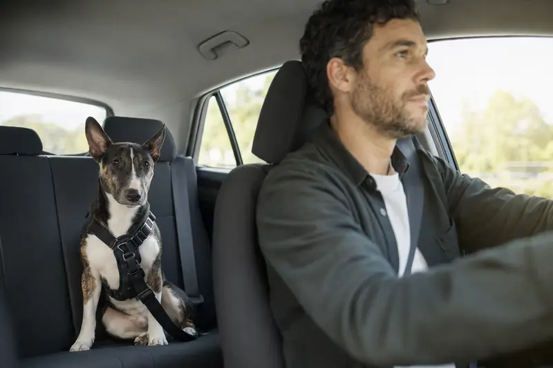 Ein Mini-Bullterrier sitzt sicher angeschnallt auf der Rückbank eines Autos, während der Fahrer ruhig unterwegs ist.
