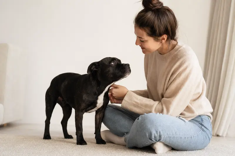 Ein aufmerksamer Mini Staffordshire Bullterrier steht in natürlicher Haltung vor hellem neutralem Hintergrund im professionellen Tierportrait.
