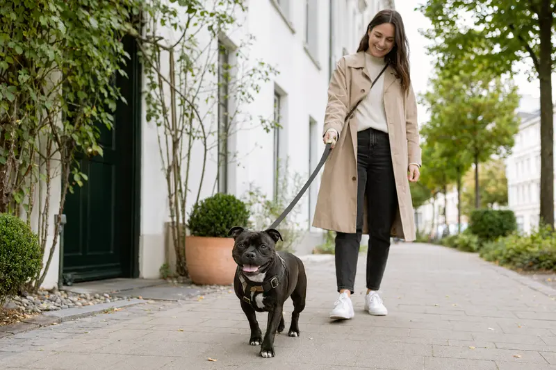 Ein Mini Staffordshire Bullterrier läuft an der Leine mit seinem Besitzer durch eine helle, moderne Stadtstraße.