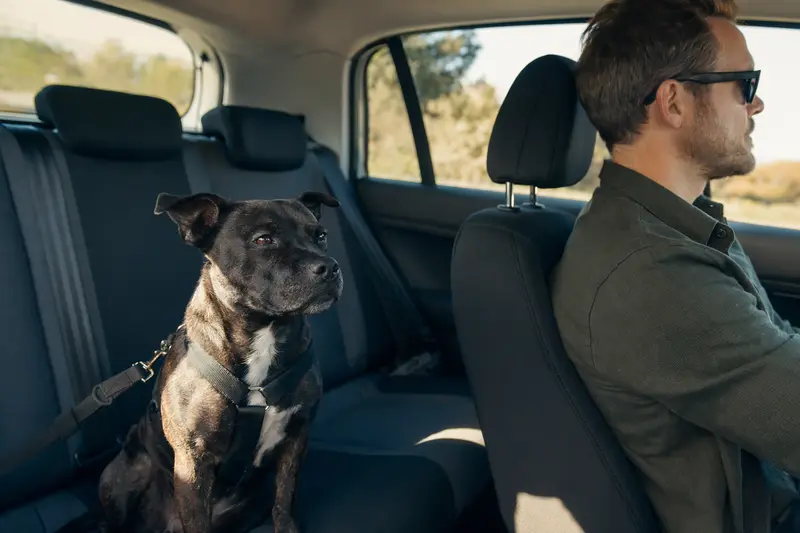 Ein Mini Staffordshire Bullterrier sitzt sicher angeschnallt auf der Rückbank eines Autos, während sein Besitzer ruhig fährt.