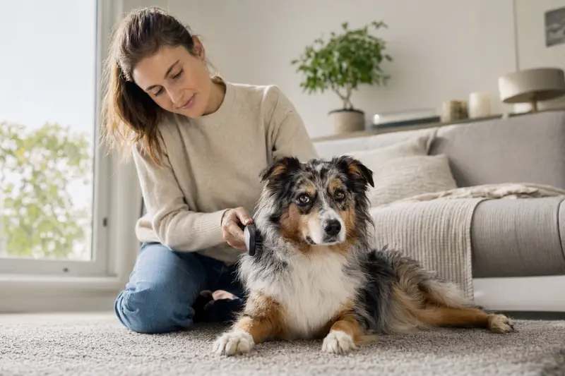 Ein Miniatur Australian Shepherd wird zuhause von seinem Besitzer sanft gebürstet und erhält liebevolle Fellpflege.